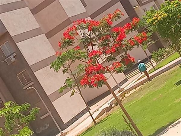 جهاز أكتوبر الجديدة يكثف أعمال صيانة المسطحات الخضراء لتعزيز المظهر الحضاري