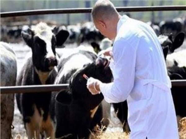 تحصين 213 ألف رأس ماشية ضد الحمى القلاعية والوادي المتصدع بالجيزة