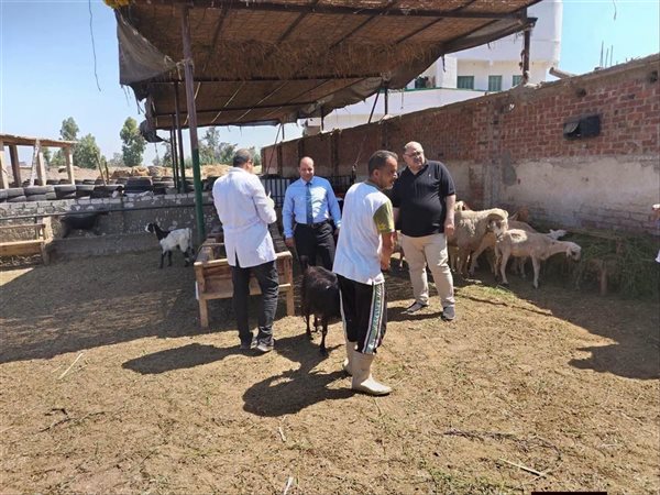  الدقهلية تحصّن ربع مليون رأس ماشية ضمن خطة مواجهة الأمراض الوبائية