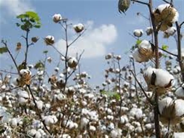 وزارة الزراعة تبدأ تنفيذ خطة موسعة لاستئصال القطن الغريب من حقول التقاوي 