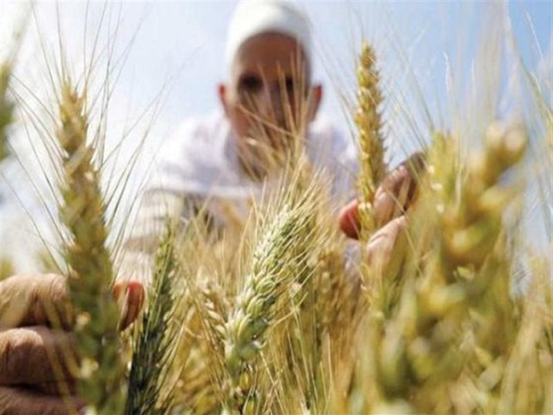 زراعة القمح في مصر