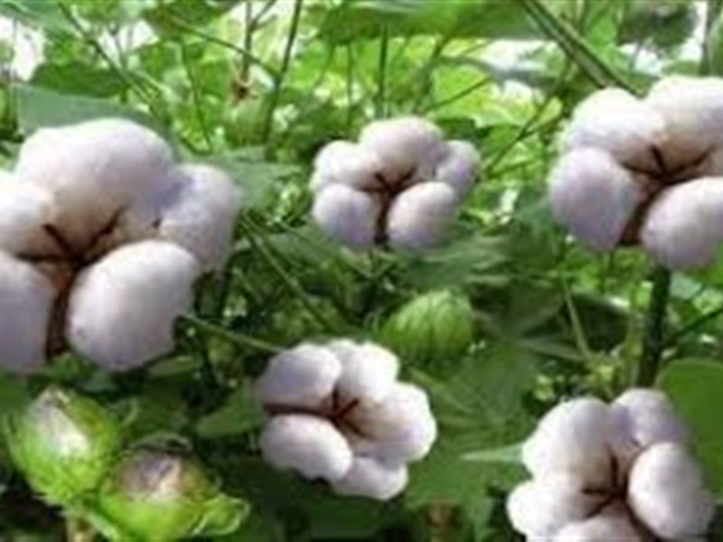 محصول القطن
