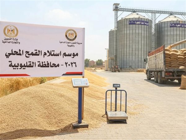 القليوبية تحتفل بموسم الحصاد.. 93.5 ألف طن قمح تدخل منظومة التوريد