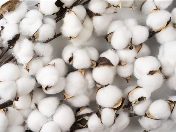 القطن المصري يستعيد مكانته.. الزراعة تعلن مؤشرات الموسم الجديد وتطمئن المزارعين