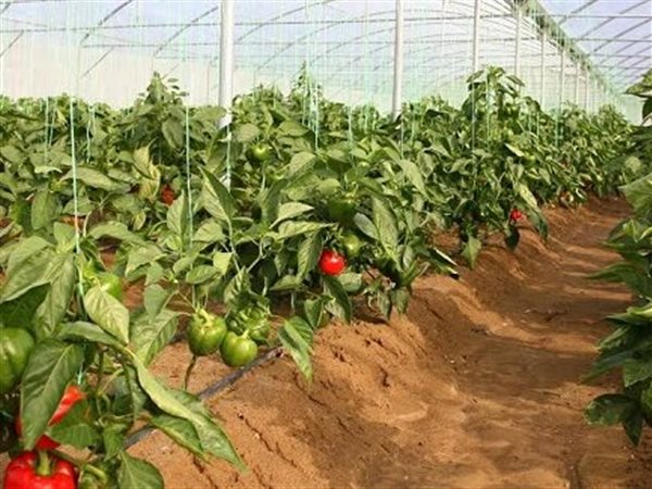 الزراعة تعلن تسجيل 5 أصناف جديدة من الشعير والخضر لتعزيز الأمن الغذائي
