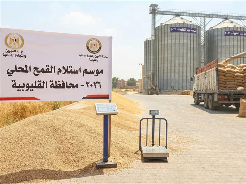 توريد القمح