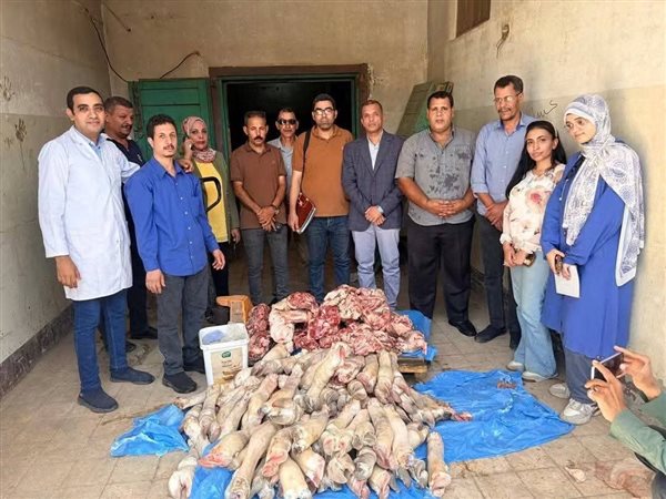 حملة مكبرة تضبط 250 كيلو لحوم فاسدة داخل مطعم بمدينة سوهاج قبل تداولها
