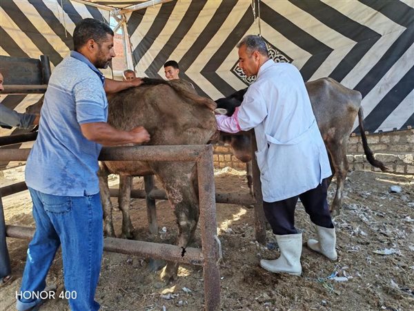 الزراعة تنفذ تلقيح اصطناعي لأكثر من 39 ألف رأس ماشية خلال يونيو