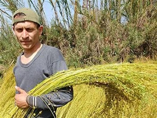 الذهب الأخضر يستعيد مكانته.. الزراعة تستهدف الوصول بزراعة الكتان إلى 100 ألف فدان بحلول 2030