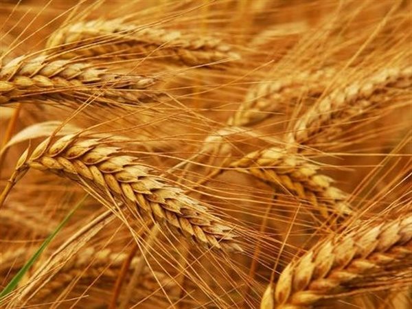البورصة السلعية تستعد لطرح قمح الديورم..خطوة جديدة لضبط سوق المعكرونة ودعم المزارعين