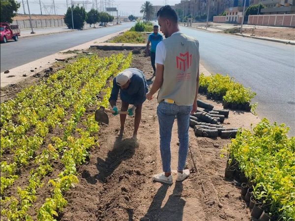 20 ألف زهرة و200شجرة..جهاز الشروق يواصل خطة التجميل والتوسع في المسطحات الخضراء