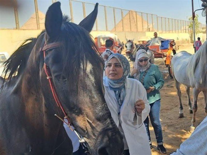 تسجيل وترقيم خيول