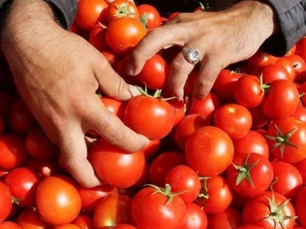 تراجع أسعار الطماطم إلى 10 جنيهات.. ونقيب الفلاحين يحذر من شراء الأنواع منخفضة الجودة