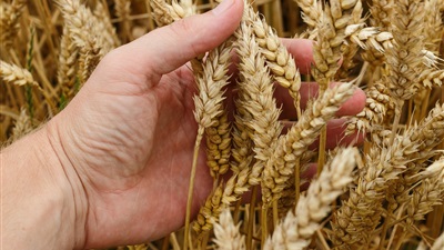 منظومة زراعة وتوريد القمح 2022.. معدلات إنتاج غير مسبوقة. وطفرة في إنشاء الصوامع | فيديو 